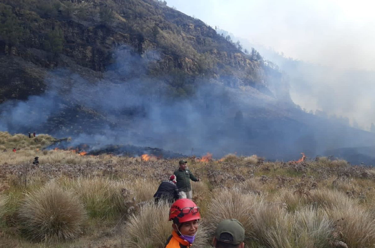 Kebakaran Hutan Melanda 60 Hektare di Kawasan Gunung Bromo, Ini Keadaannya