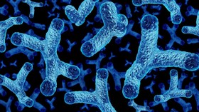 Penemuan Bakteri yang Membuat Bayi Kebal terhadap Asma dan Alergi