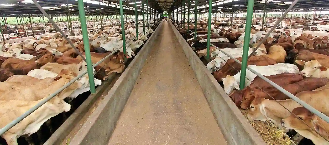 Analisis Di Balik Lonjakan Laba 281 Persen WMPP: Kelemahan Bisnis Inti dan Krisis Kas
