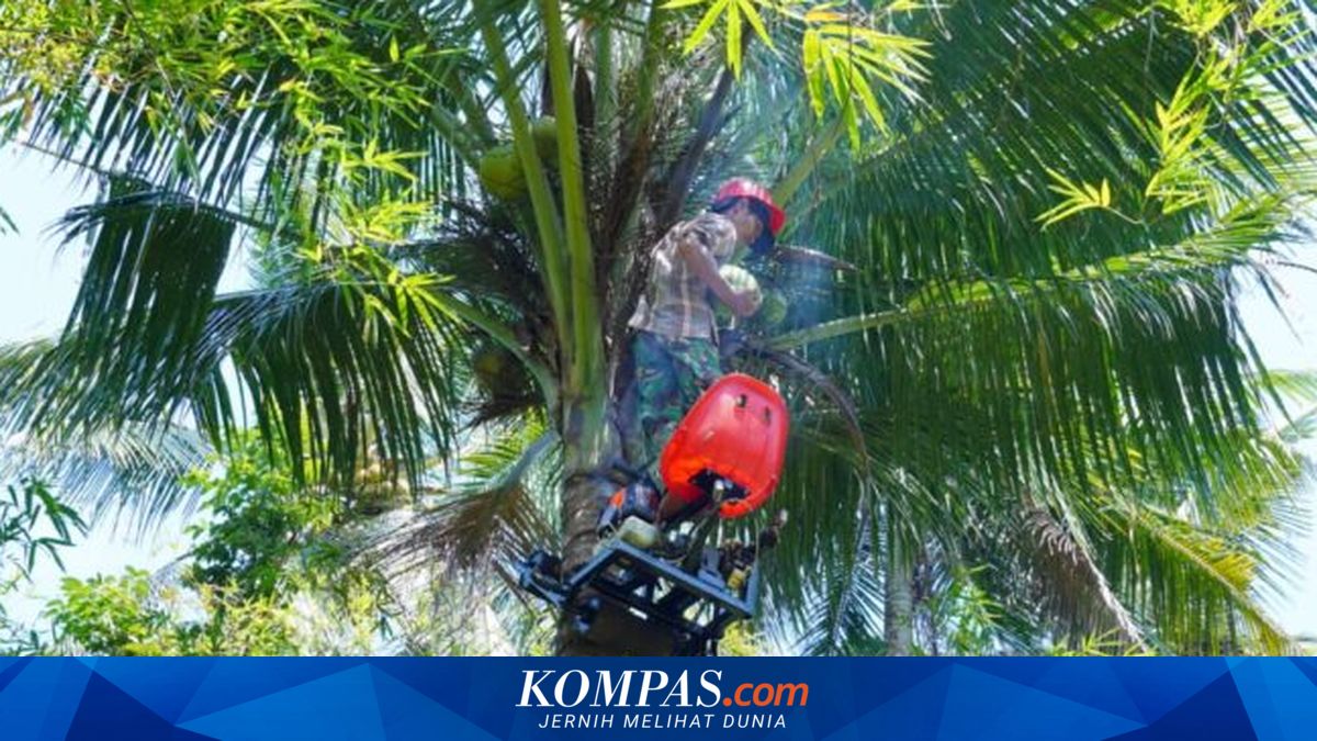 Inovasi Alat Panjat Pohon Kelapa untuk Meningkatkan Produktivitas dan Keamanan