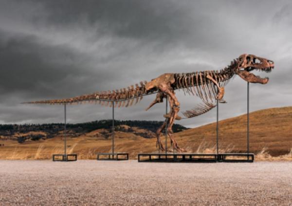 Fosil T-Rex Termahal Dunia Dilelang dengan Harga yang Mengagumkan