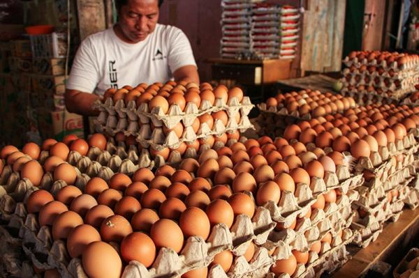 Harga Telur Anjlok, Pemerintah Siap Intervensi