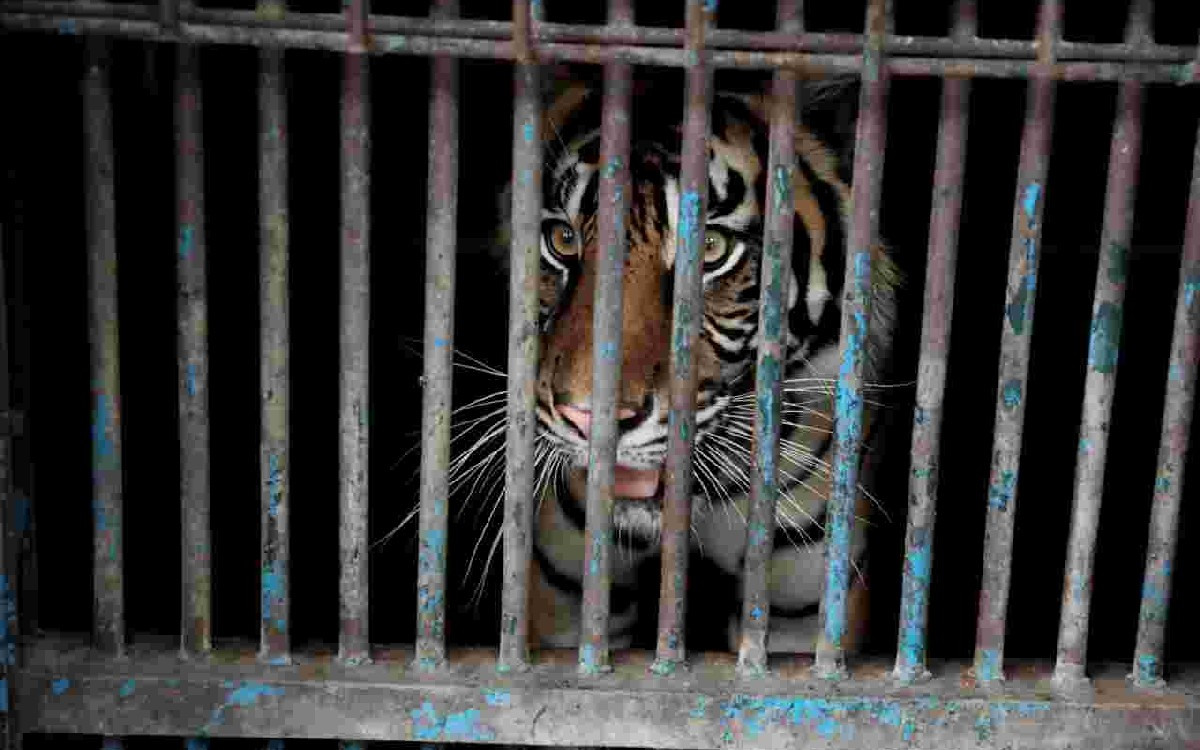 Anak Harimau Sumatra Terpantau Hidup di Kerinci Seblat, Kemenhut Mengonfirmasi
