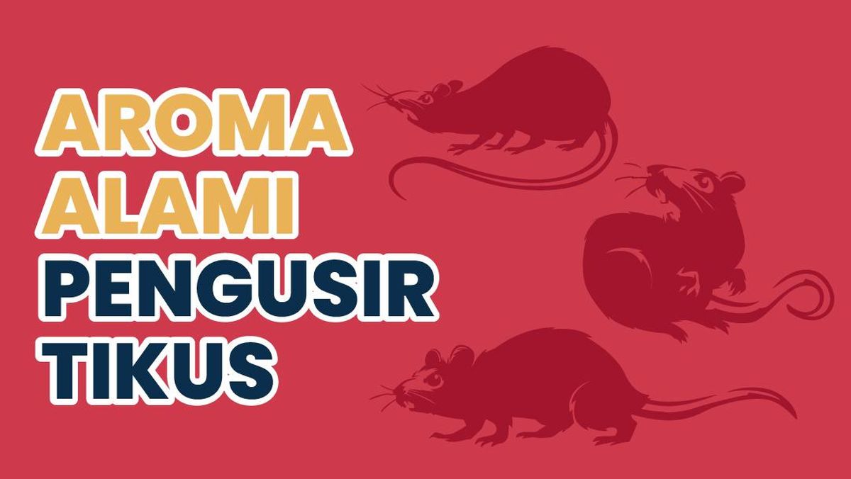 Cara Alami Mengusir Tikus dari Rumah