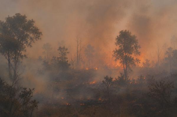 Kebakaran Hutan dan Lahan di Jawa Menghanguskan 6,5 Hektare Lahan