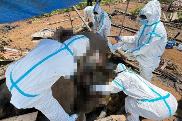 Kematian Dua Gajah di Bengkulu Dusut oleh Kementerian Kehutanan
