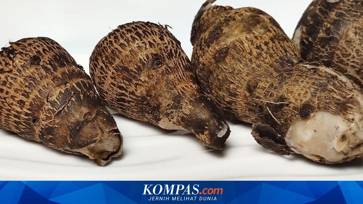 Kimpul, Makanan Lokal dengan Potensi Gizi Tinggi