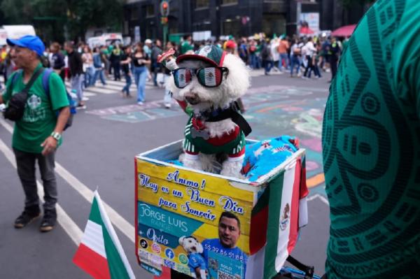 Anjing Pemilik Hati Emas Mencuri Perhatian di Piala Dunia 2026