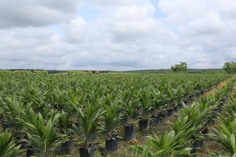 Kenaikan 60 Persen Laba DSNG Dipicu oleh Lonjakan Harga CPO
