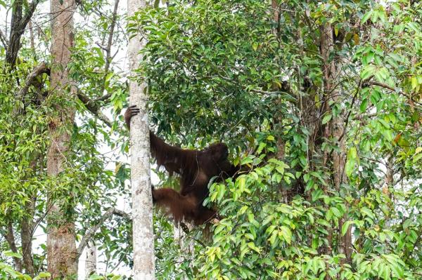 Lindungan Habitat Orang Utan di Kalimantan Timur
