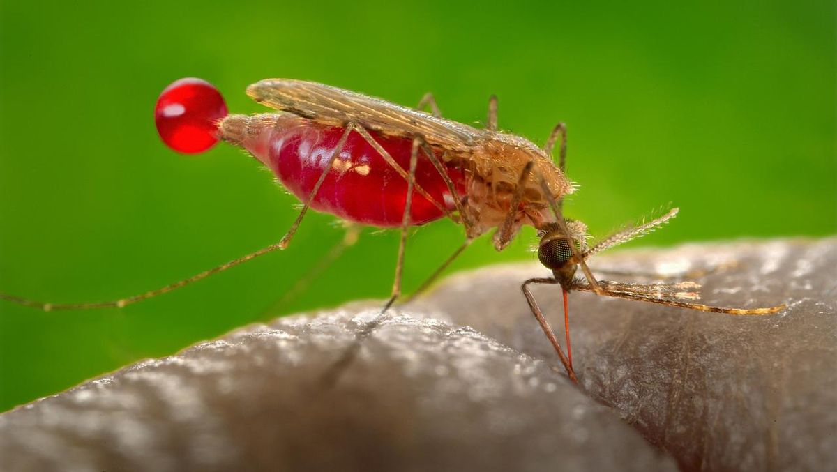 Malaria Knowlesi Tidak Menular Antarmanusia