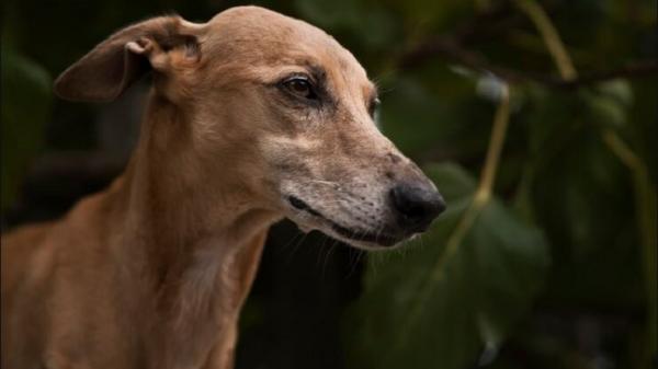 Pengawasan Daging Hewan Penular Rabies di Jakarta Timur