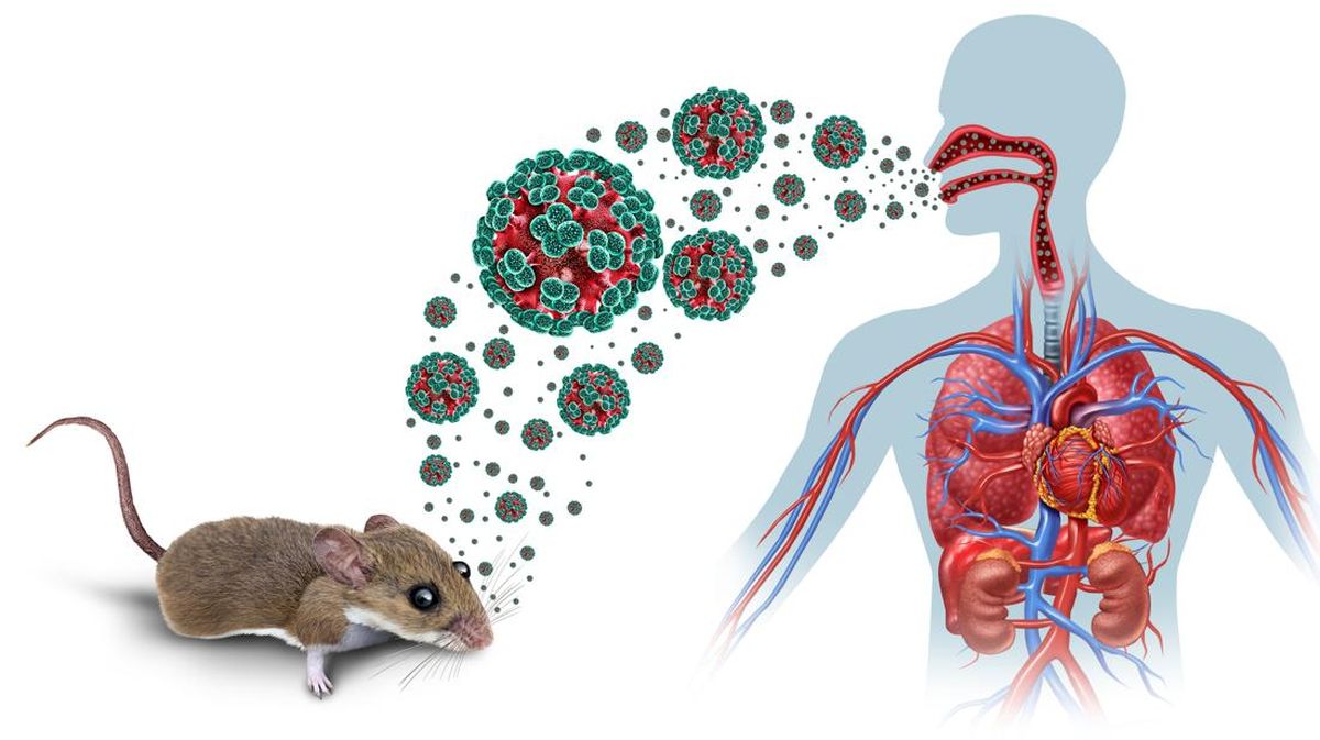 Virus Hantavirus Lokal di Indonesia: Apa yang Perlu Kita Ketahui?