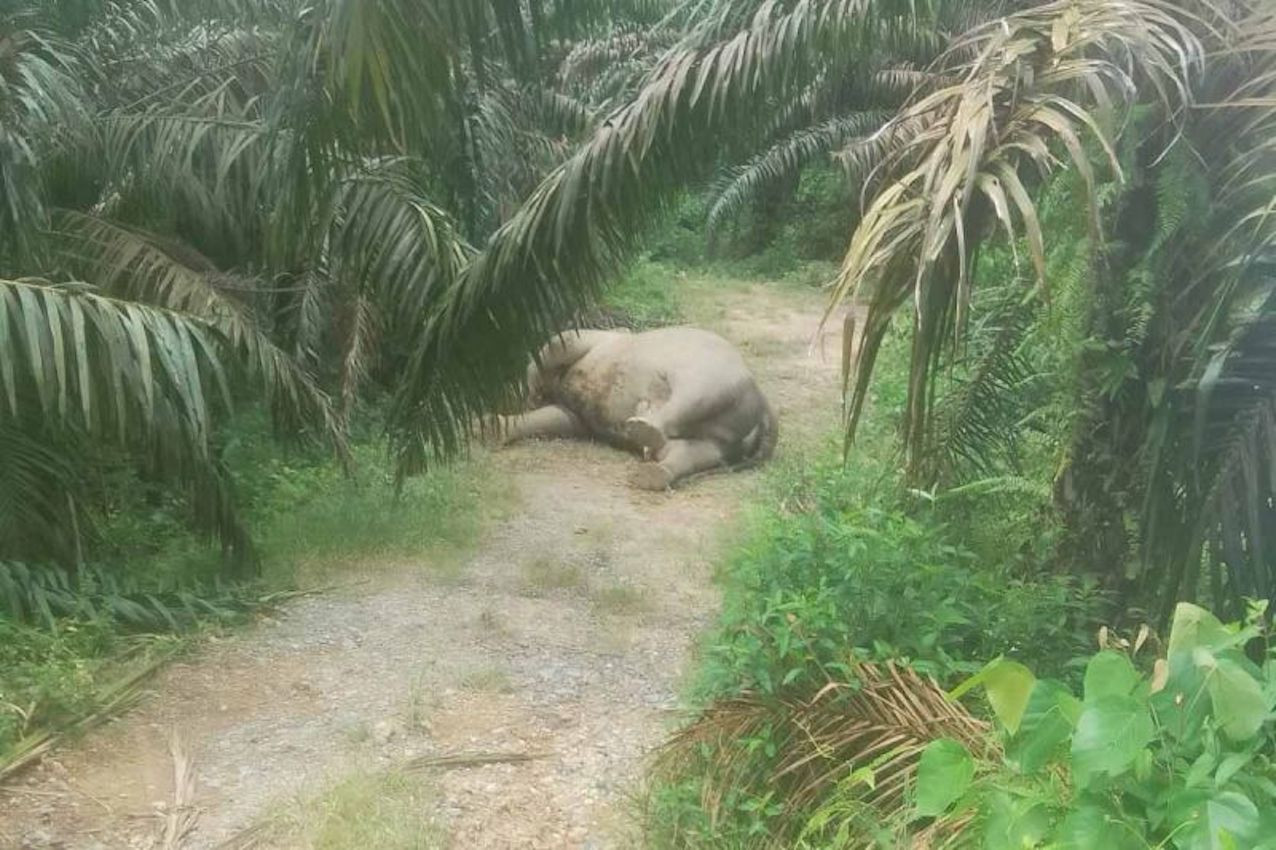 Gajah Sumatra Ditemukan Mati di Kampung Kaloy, Aceh Tamiang