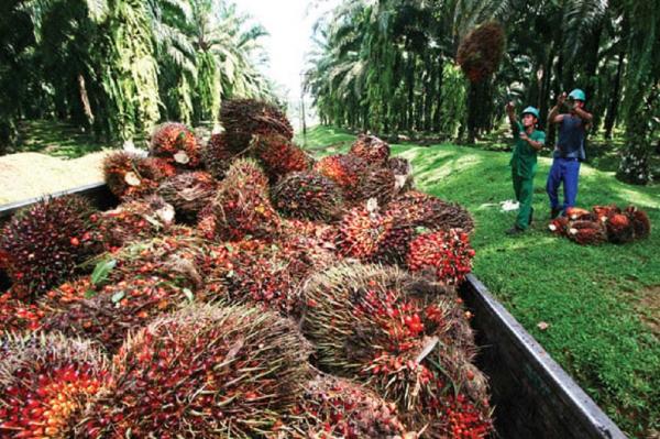 UMKM Perkebunan Didorong Menggunakan Teknologi AI dan Drone