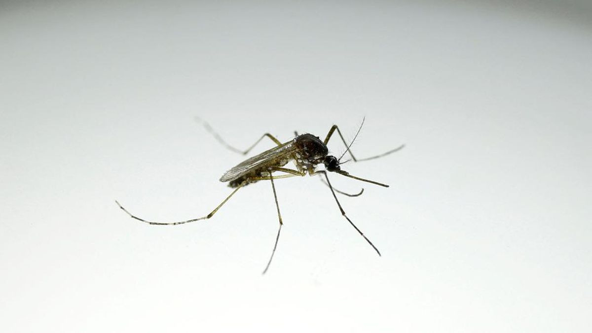 Demam Berdarah Dengue Menjadi Ancaman Serius Bagi Seluruh Kelompok Usia