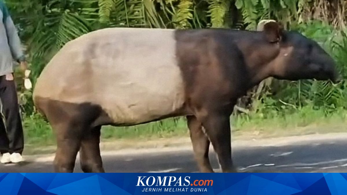 Edukasi Perlindungan Satwa Liar di Sekolah, Solusi Mengatasi Kekerasan terhadap Hewan